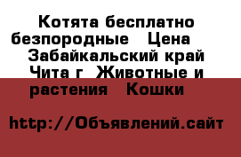 Котята бесплатно безпородные › Цена ­ 0 - Забайкальский край, Чита г. Животные и растения » Кошки   